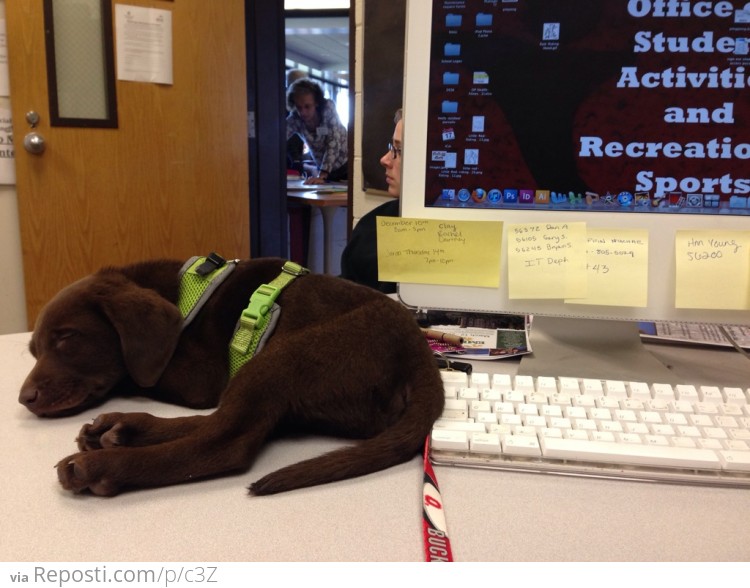 Cute Sleeping Puppy