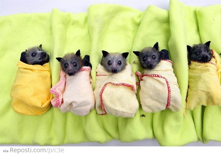 Bat Burritos