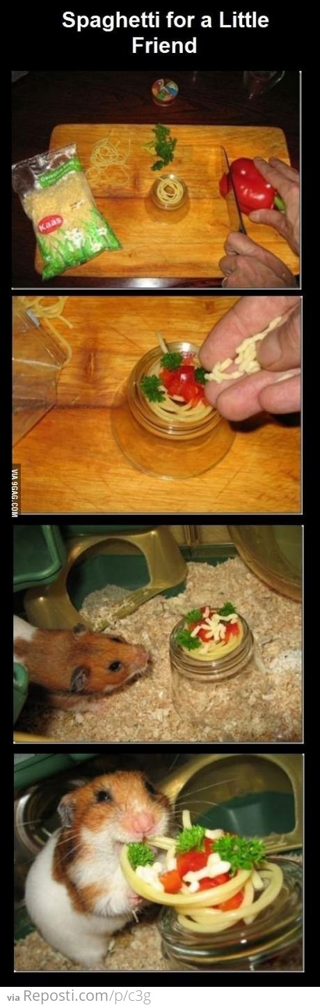 Spaghetti For Hamster