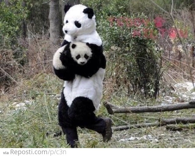 "Panda" Carrying a Panda