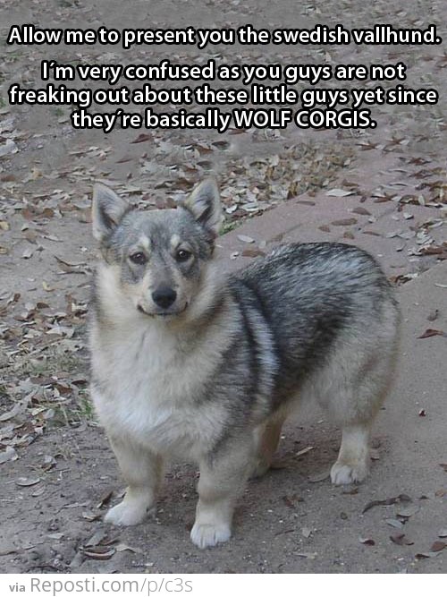 Wolf Corgi