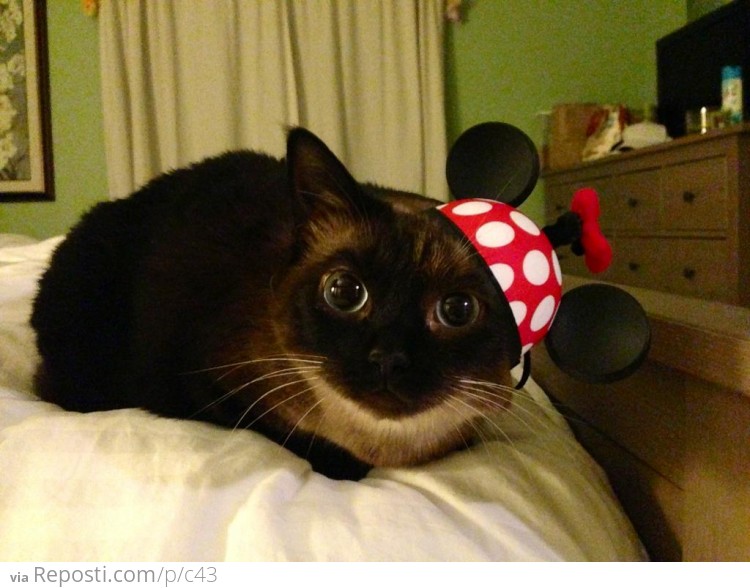 Disney Cat