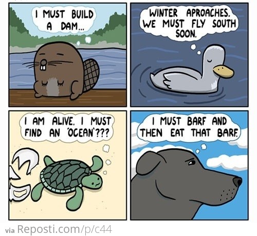 Animal Logic