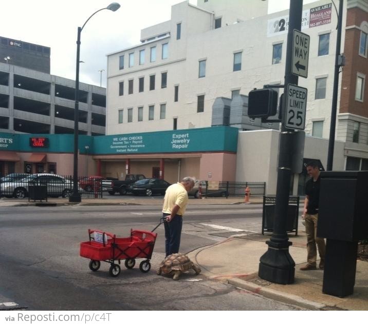 Walking His Tortoise