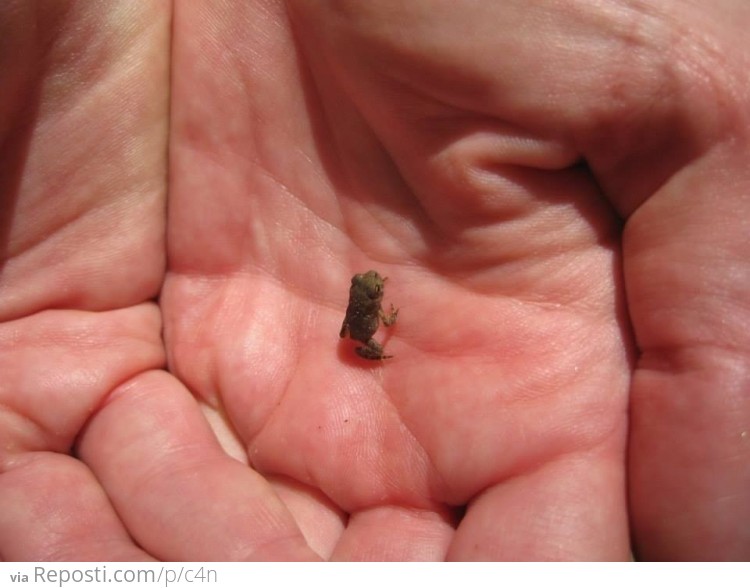 Baby Peeper Frog