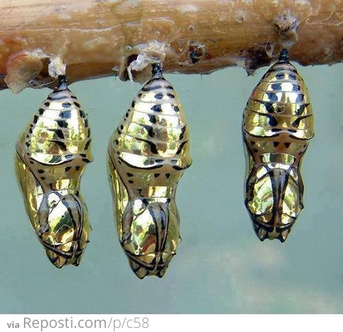 Chrysalis of the Metallic Mechanitis