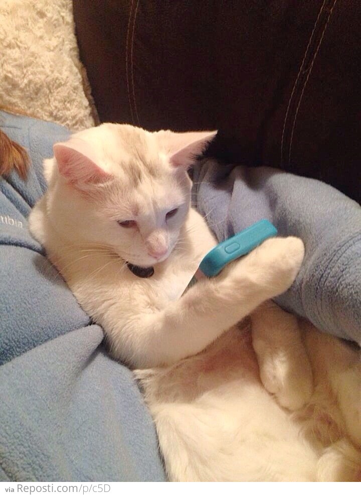 Kitty Texting