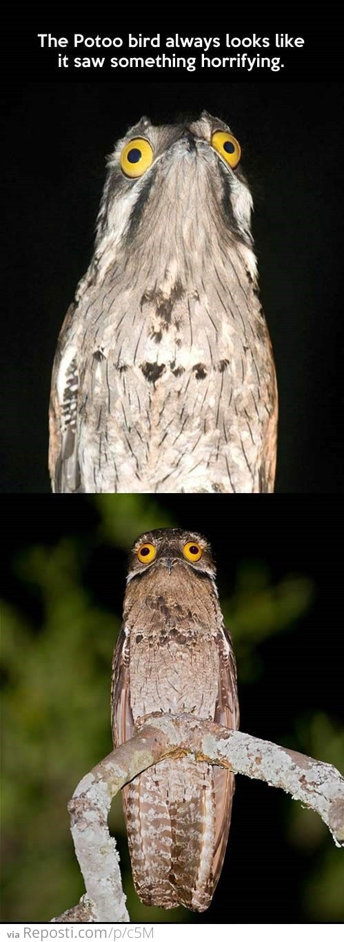 Potoo Bird