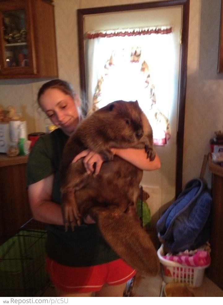 She's Showing Off Her Beaver