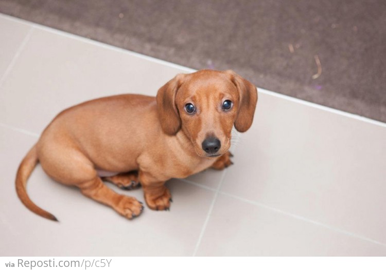 Mini Sausage Dog