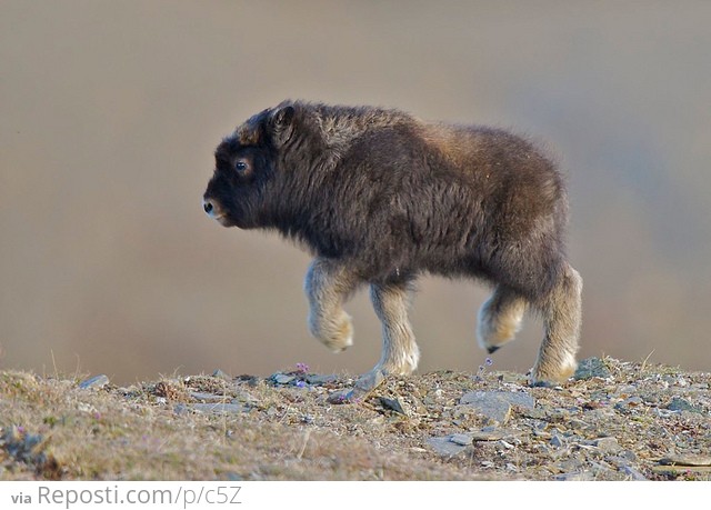 Baby Musk Ox