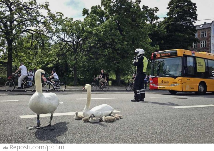 Swans in Copenhagen, Denmark