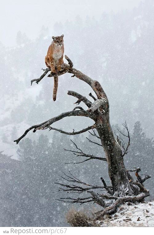 Bobcat In A Tree