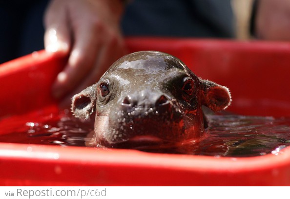 Baby Hippo Taking a Bath