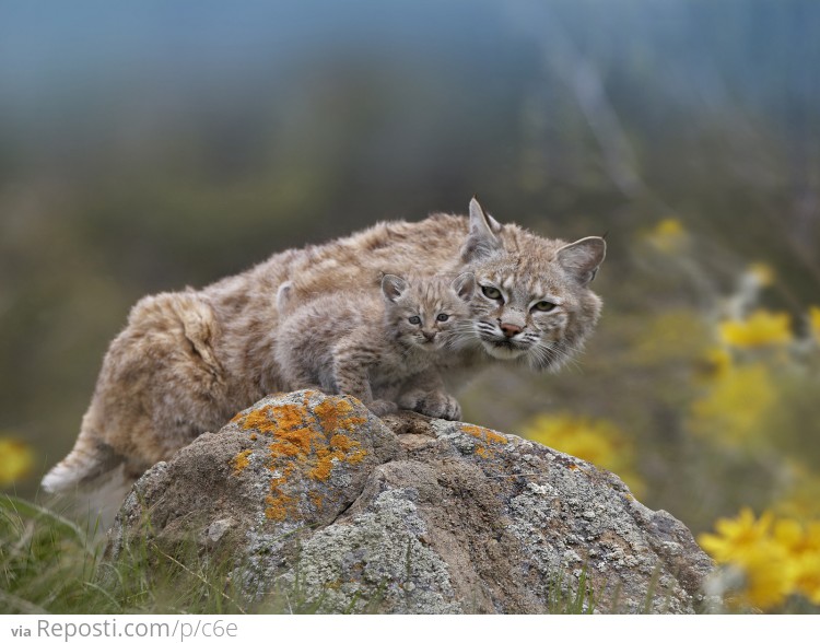 Bobcat and Its Bobkitten