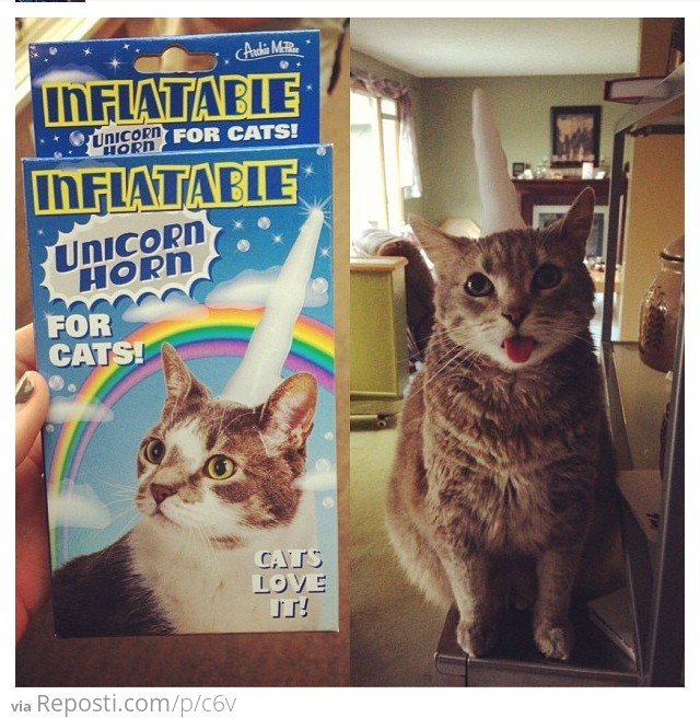 Unicorn Horn For Cats!