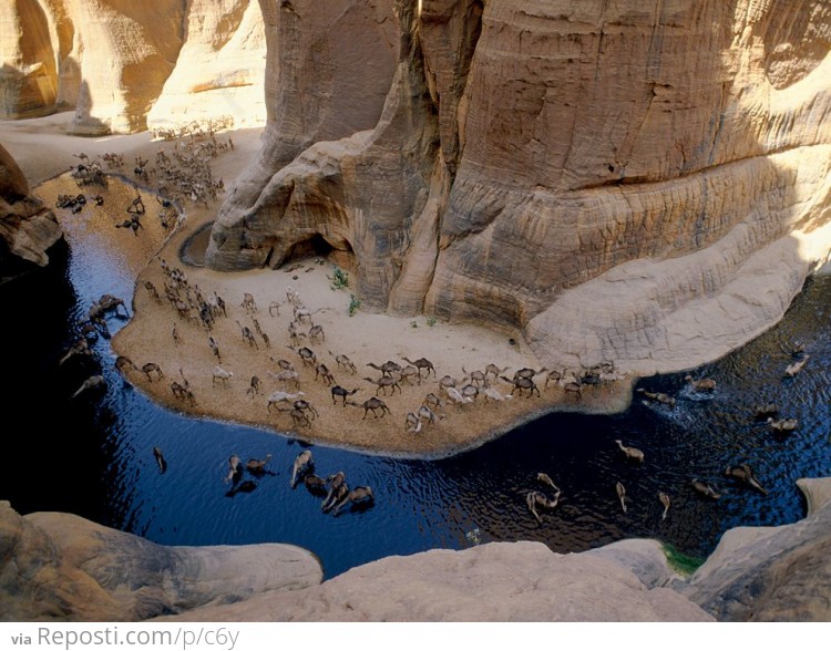 Camels Having a Drink