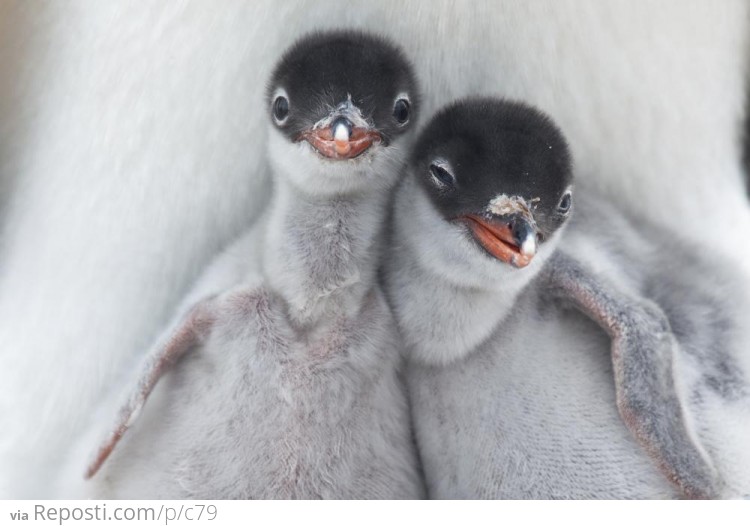 Gentoo Penguin Chicks