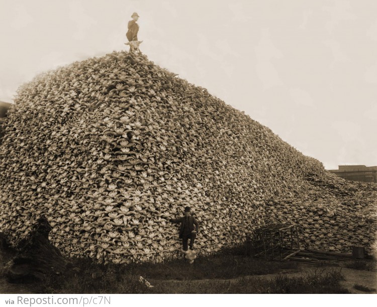 Massive Pile of American Bison Skulls