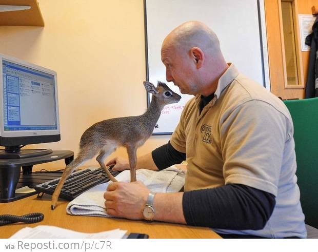 Baby Antelope