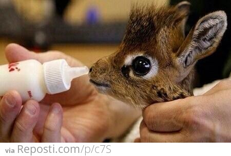 Baby Dik-Dik