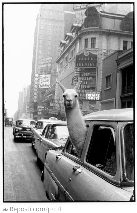 Llama in Times Square