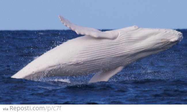 Albino Humpback Whale