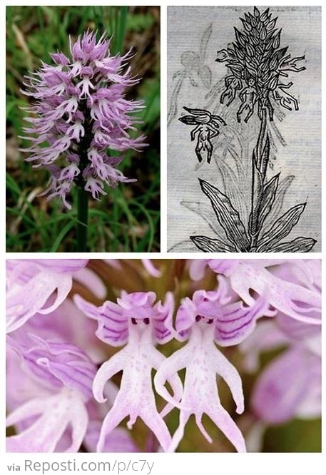 Orchis Italica