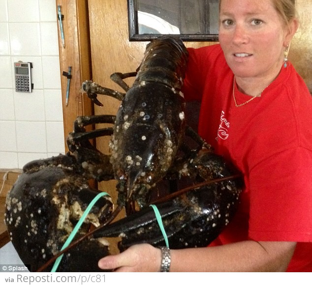 Massive Lobster