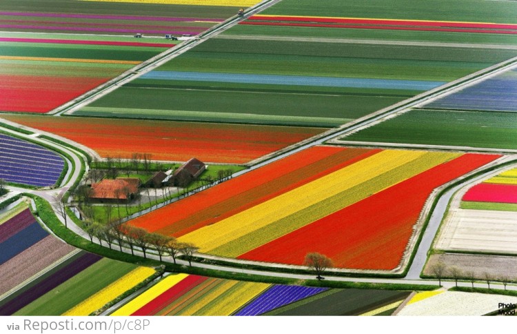 Tulip Farm