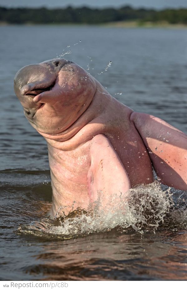 Amazon Pink River Dolphin