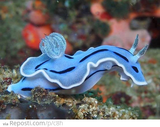 Blue Sea Slug