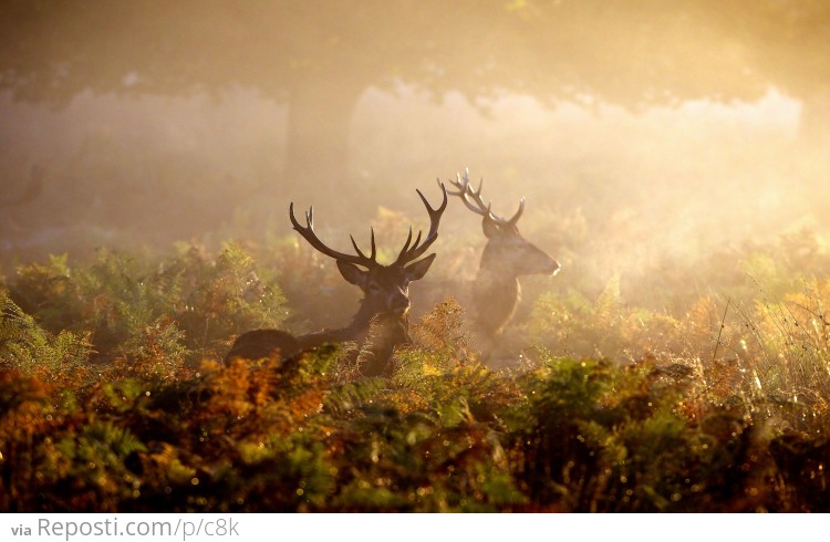 Red Deer in Autumn Mist