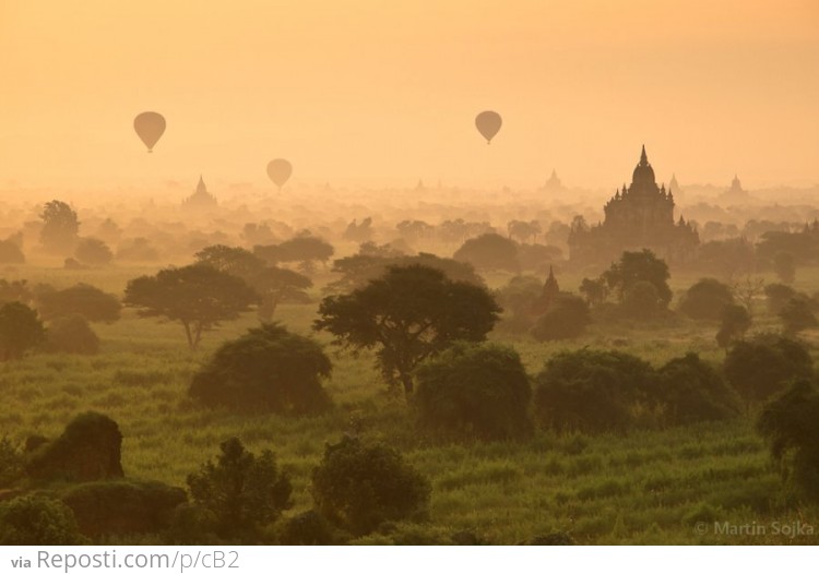 Forest Hot Air Balloons