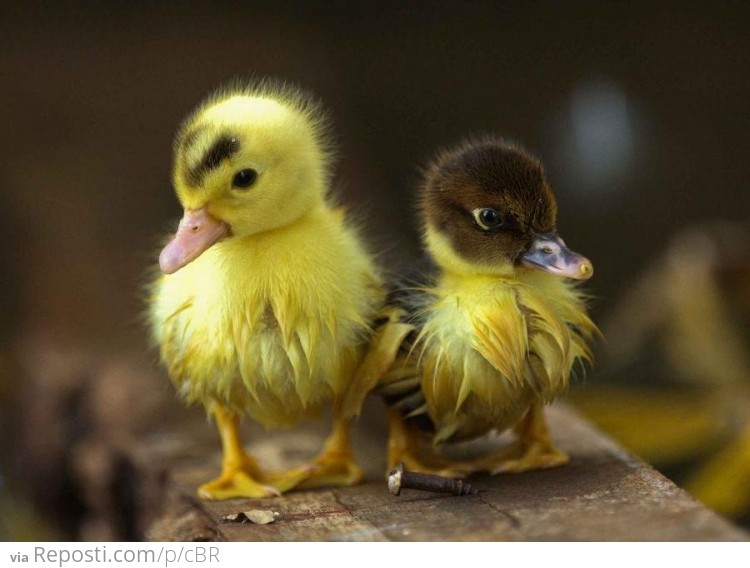 Ducklings