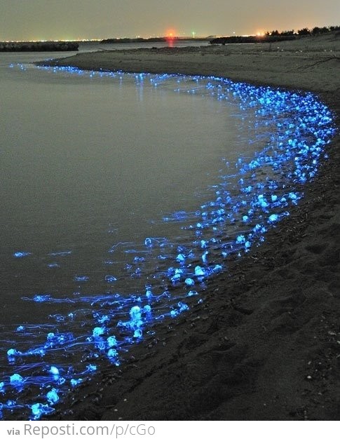 Glowing Jellyfish