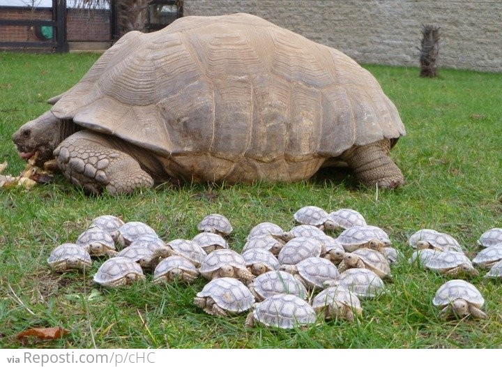 Turtles return to the mother ship