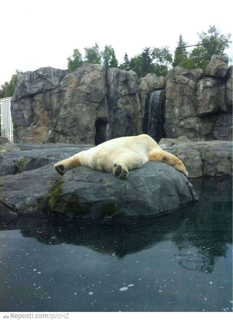 Just a polar bear taking a nap