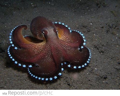 Glowing Octopus