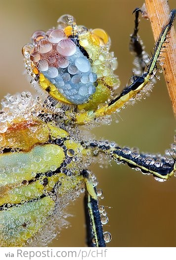 Morning Dew On Dragonfly