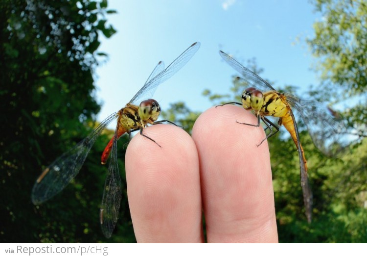 How to Train Your Dragonfly