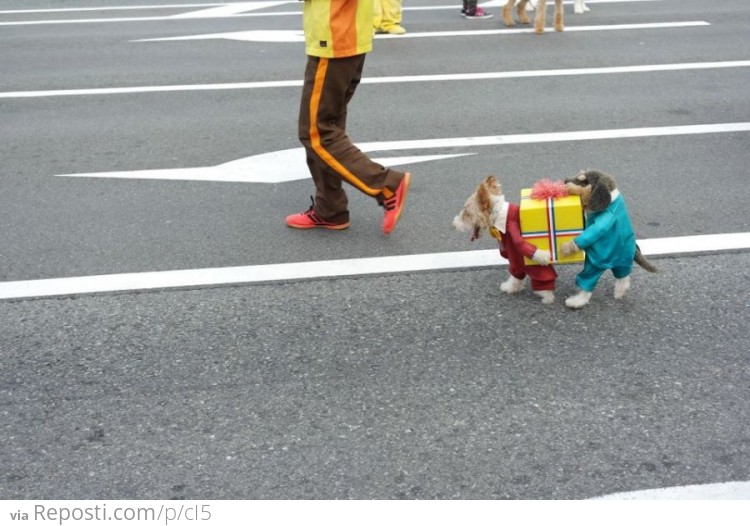 I wish I was a dog just so I could wear this costume