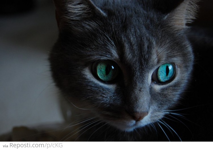 The mesmerizing eyes of a feline