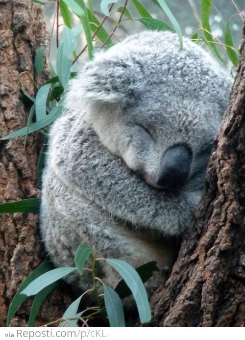 Just a Koala taking a nap