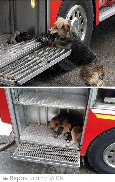 Dog saves all her puppies from a house fire