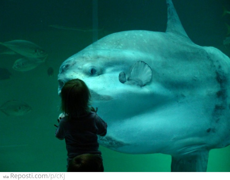 That is one big Ocean Sunfish