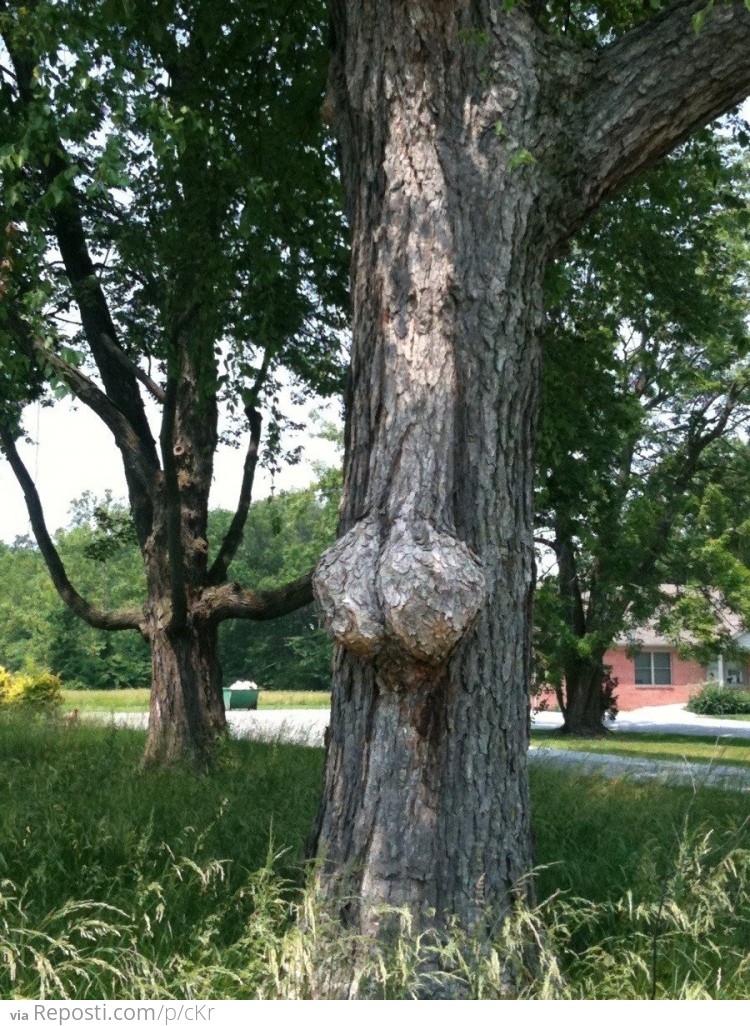 The Sack Tree