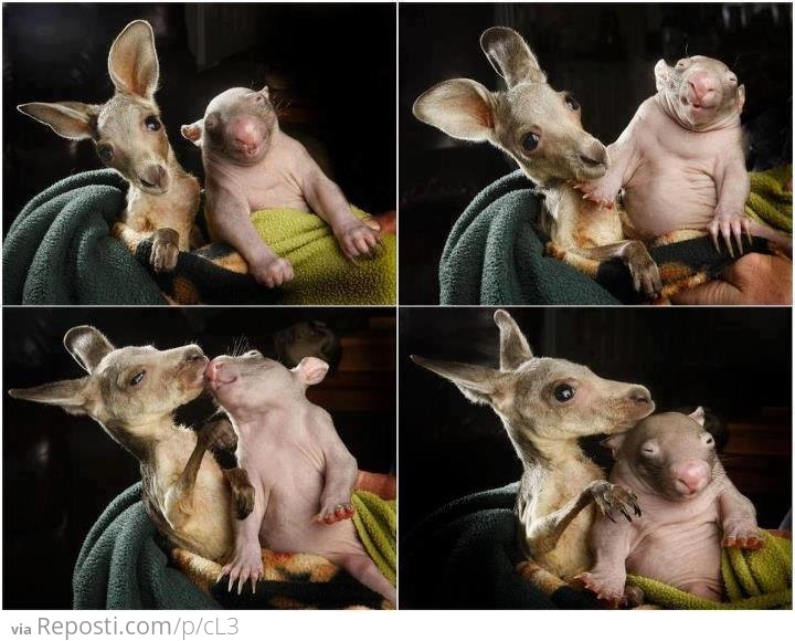 Orphaned Baby Kangaroo and Wombat