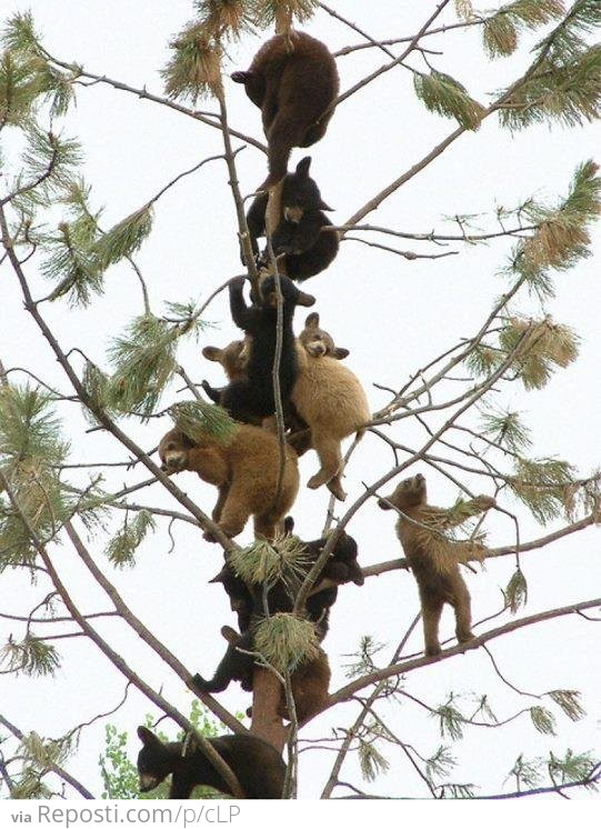 Just bears in a tree