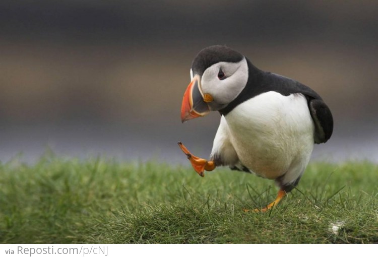 Every day I'm puffinin'...